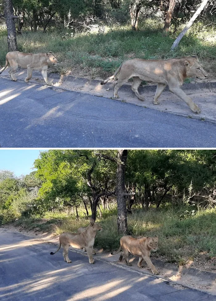 Leones patrullando el pueblo de Skukuza en Sudáfrica