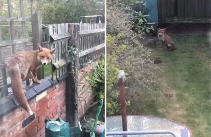 Zorros usando jardines de humanos para criar a sus cachorros