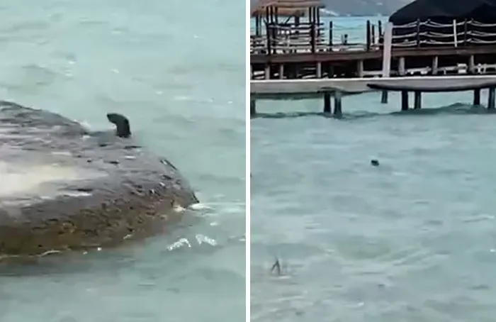 Nutria en Bacalar, Mexico, normalmente zona turística
