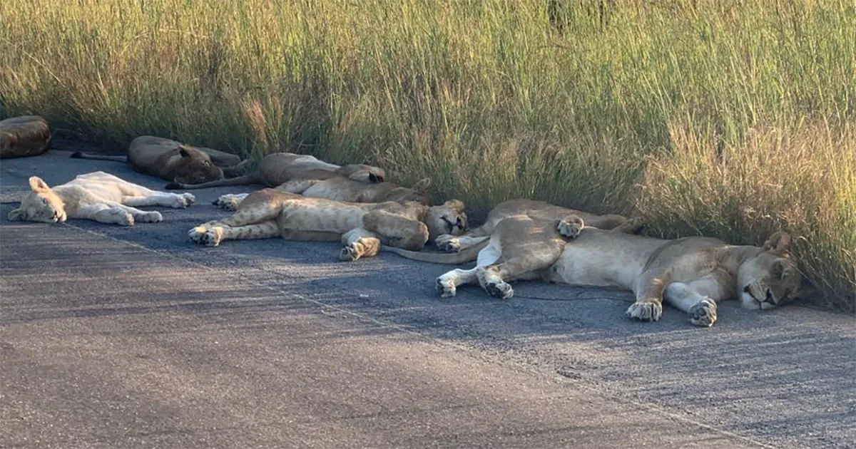 Con los humanos en cuarentena, los animales se pasean por las ciudades (14 fotos nuevas)