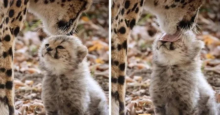 These 20 Animals Show How Exactly We Look Without Contact Lenses