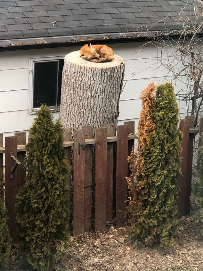 Zorro durmiendo sobre un árbol cortado en un jardín trasero