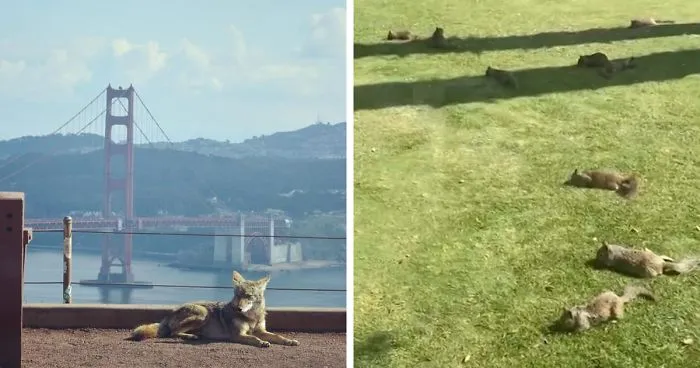 Los animales invaden las ciudades mientras la gente se encierra en casa por la cuarentena (Nuevas imágenes)