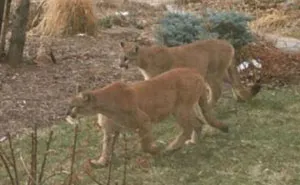 Los animales invaden las ciudades mientras la gente se encierra en casa por la cuarentena (Nuevas imágenes)