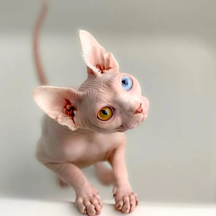 Here Are 68 Pics Of My Cats That Help Me During Tough Times