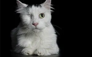 Heartwarming And Beautiful Photos Of Animals With Disabilities By Alex Cearns (13 New Pics)