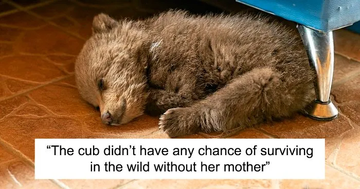 Bear Cub Wanders Onto A Farm And Authorities Suggest Putting Her To Sleep But This Man Decides To Raise Her