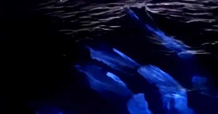 Dolphins Glow In Blue While Gliding Through Bioluminescent Waves And It's More Impressive Than A Double Rainbow