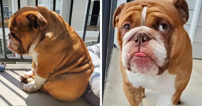 This Bulldog Named Big Poppa Is Sad Because He Can't Play With Kids Outside And People On The Internet Are Heartbroken