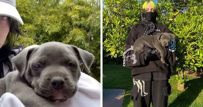 Billie Eilish 'Fails' At Fostering A Pit Bull In Quarantine By Adopting It