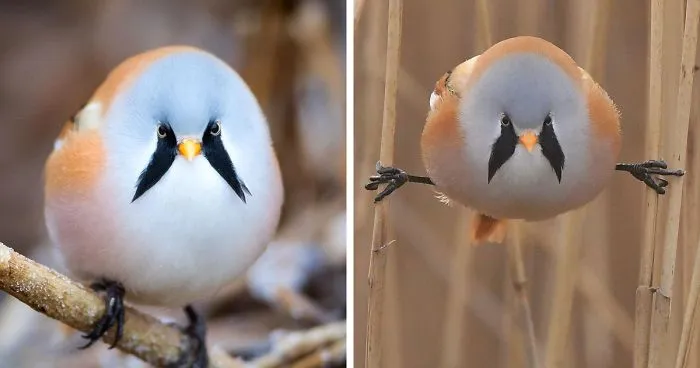 These Adorably Round Bearded Reedling Birds Can Do Perfect Splits