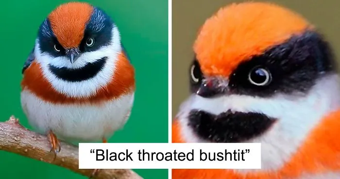 This Bird Is Called The Black-Throated Bushtit And Yes, You Read That Right (22 Pics)