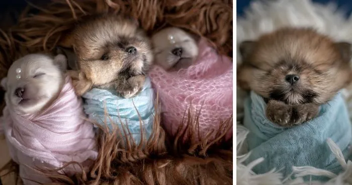 Brazilian Photographer Did The Cutest Photoshoot With Newborn Pups And It Might Melt Your Heart