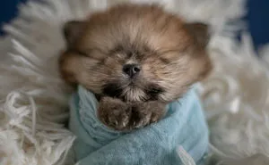 Brazilian Photographer Did The Cutest Photoshoot With Newborn Pups And It Might Melt Your Heart