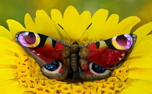 This Butterfly Is Actually A Woman Whose Entire Body Was Painted By Johannes Stötter
