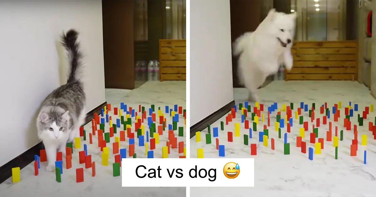 This Viral Challenge Shows How Differently Cats And Dogs Deal With Obstacles In Their Way
