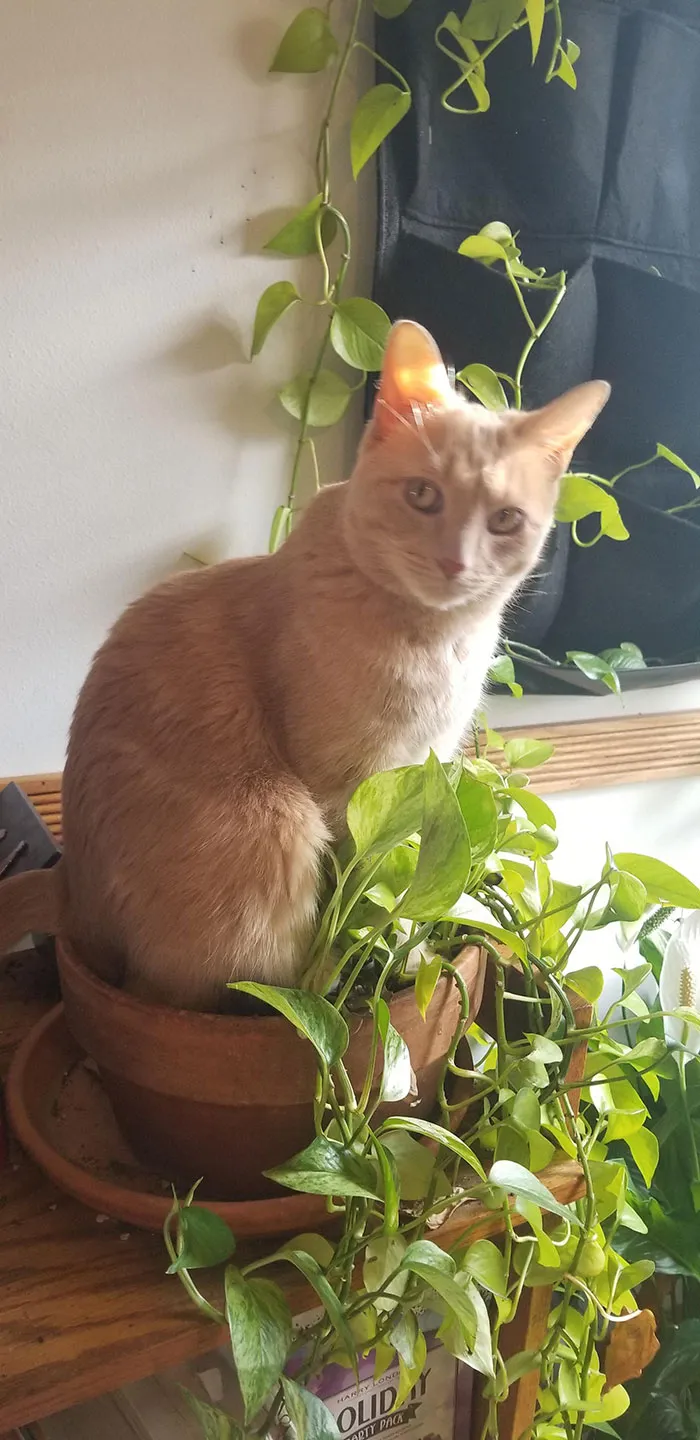 In The Plant Pot