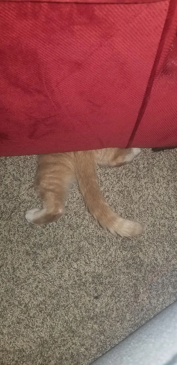 Under The Furniture
