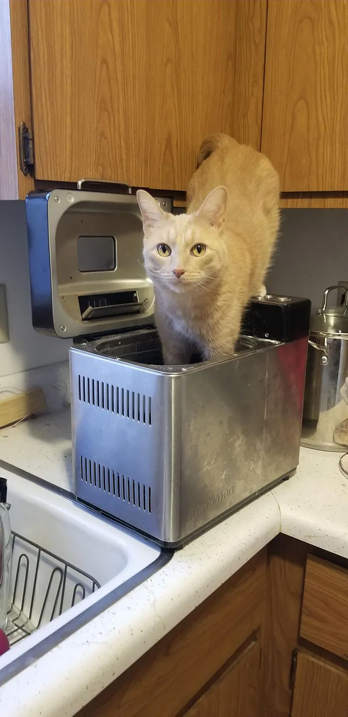 In The Bread Machine