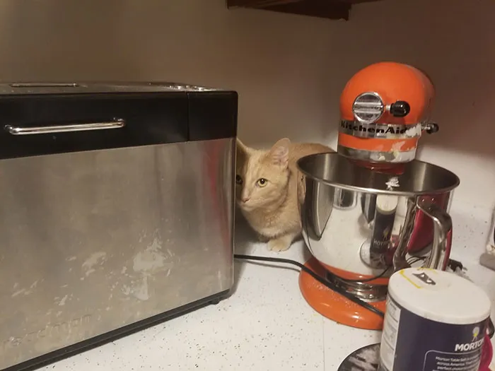 On The Kitchen Counter