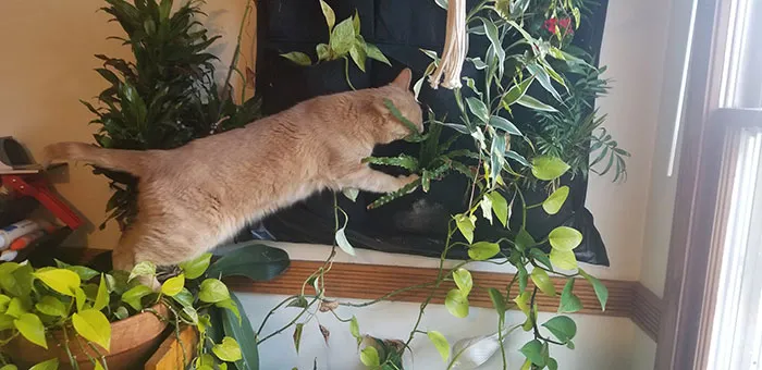 In Several Plant Pots