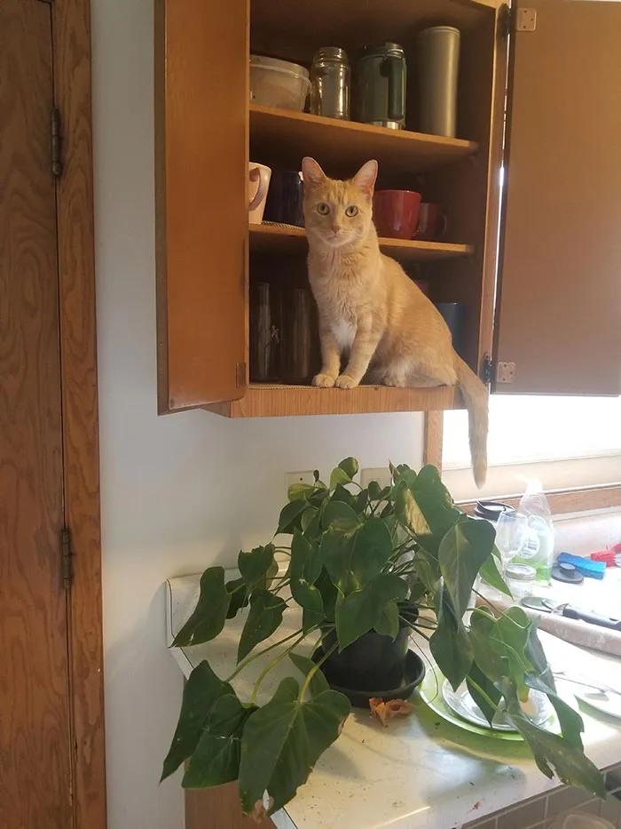 In The Cupboard