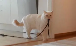 “Left My Cat Alone With A Camera For 30 Minutes And Now I Can Never Leave Again”