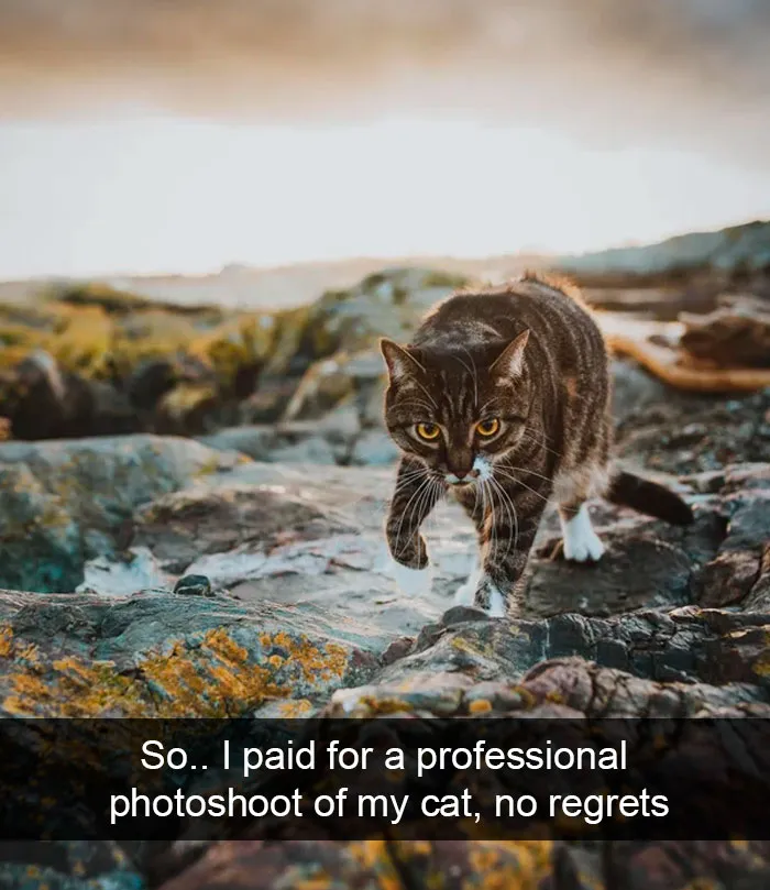 35 Hilarious Cat Snapchats That Will Put A Smile On Your Face (New Pics)