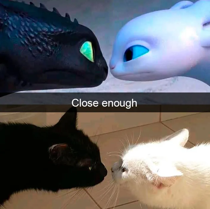 35 Hilarious Cat Snapchats That Will Put A Smile On Your Face (New Pics)