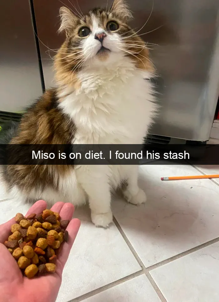 35 Hilarious Cat Snapchats That Will Put A Smile On Your Face (New Pics)