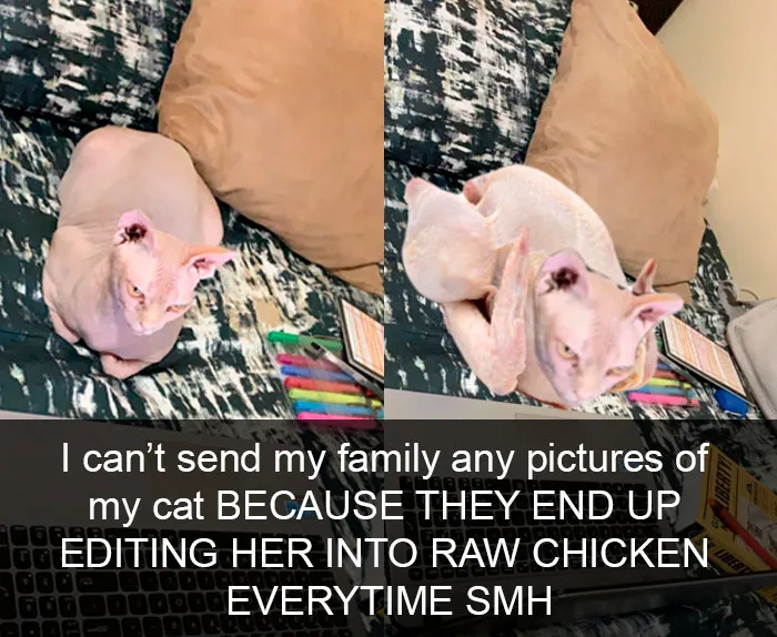 35 Hilarious Cat Snapchats That Will Put A Smile On Your Face (New Pics)
