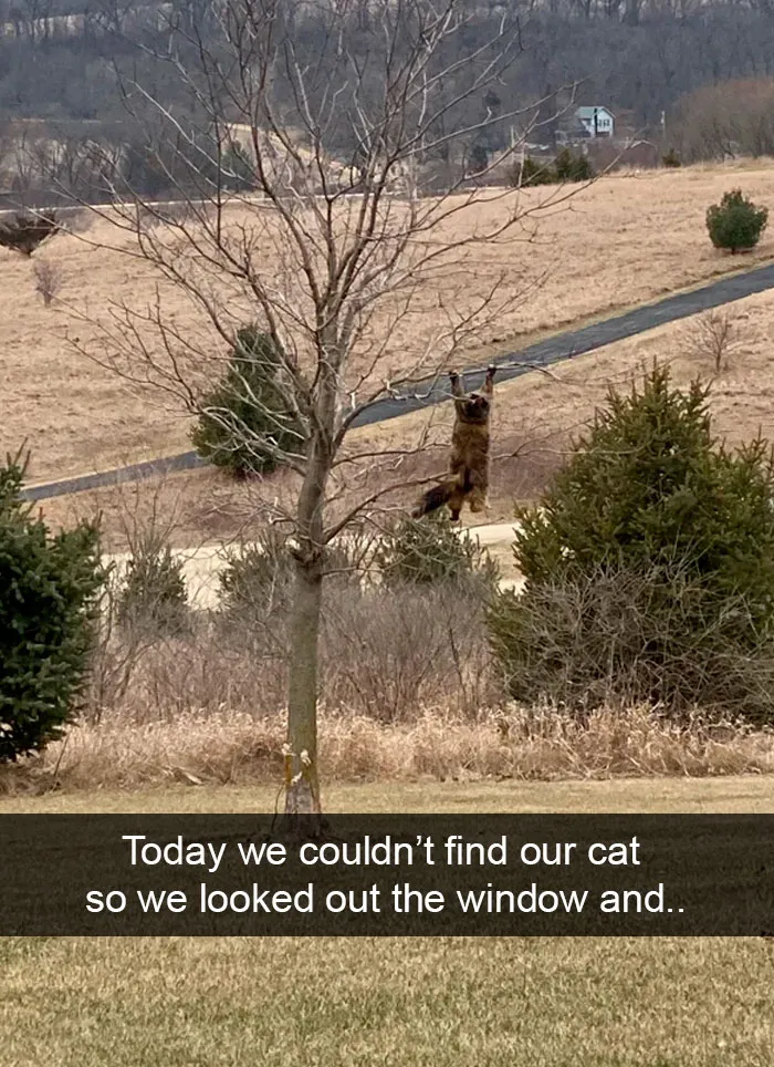 35 Hilarious Cat Snapchats That Will Put A Smile On Your Face (New Pics)