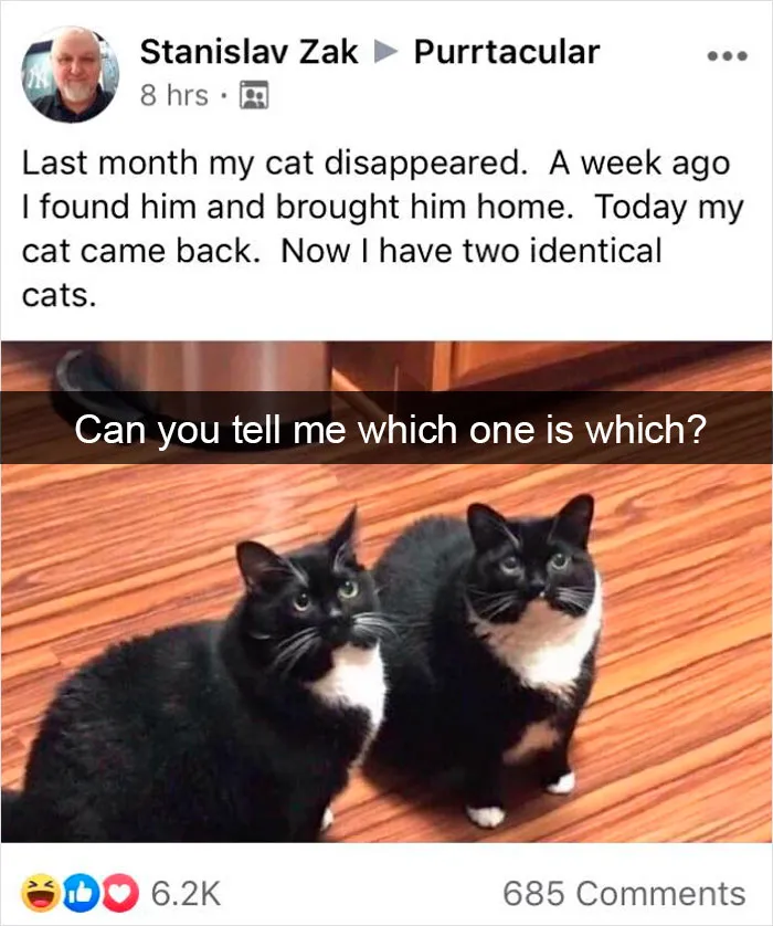 35 Hilarious Cat Snapchats That Will Put A Smile On Your Face (New Pics)