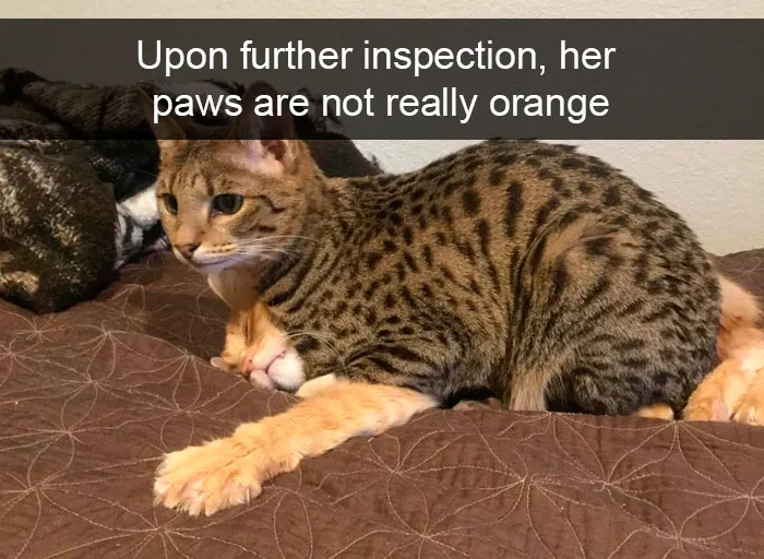 35 Hilarious Cat Snapchats That Will Put A Smile On Your Face (New Pics)