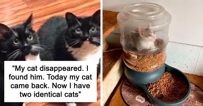 35 Hilarious Cat Snapchats That Will Put A Smile On Your Face (New Pics)
