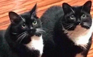 35 Hilarious Cat Snapchats That Will Put A Smile On Your Face (New Pics)