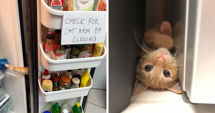 Meet Carrot, The Cat That's Gone Viral For Giving His Owners Anxiety