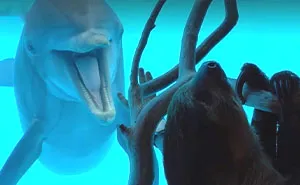 These Dolphins Have Lost Their Minds With Excitement At The Sight Of A Sloth