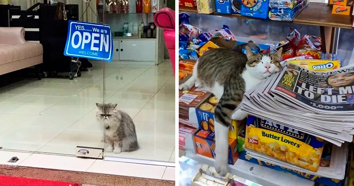 Esta cuenta de Twitter colecciona fotos de gatos en tiendecitas actuando como si fueran los dueños