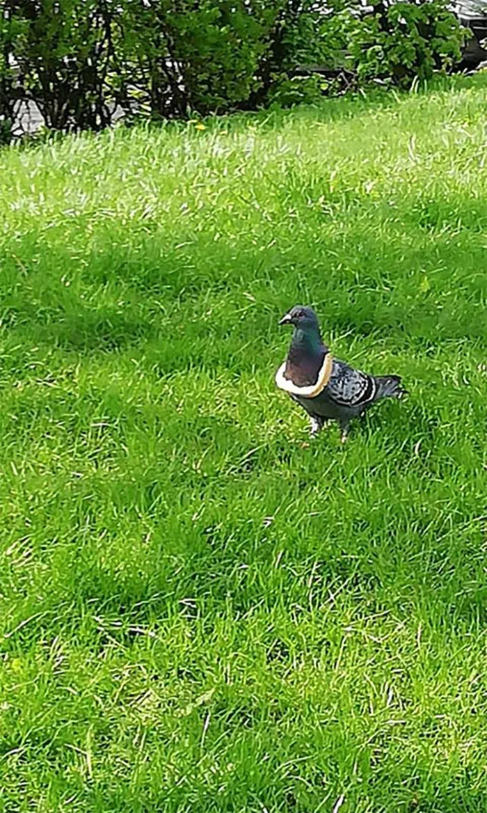 I Found A God Of All Pidgeons On A Walk With My Dog