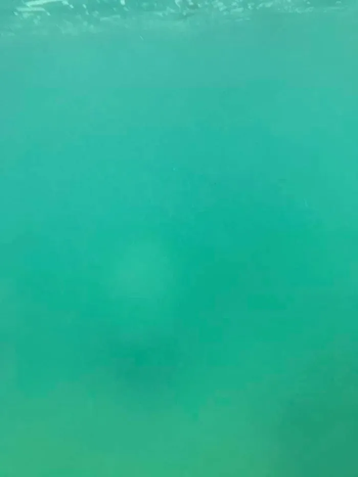 I Present The Mighty, Yet Gentle, Caribbean Manatee.