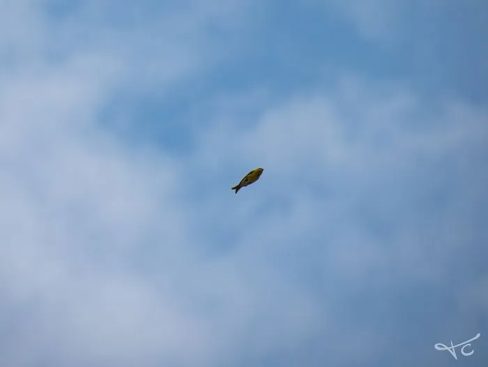 Me asomé para fotografiar a los pájaros, y en vez de eso me salió un pez