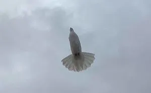 This Facebook Group Is Dedicated To Crappy Wildlife Photos That Are So Bad They're Good