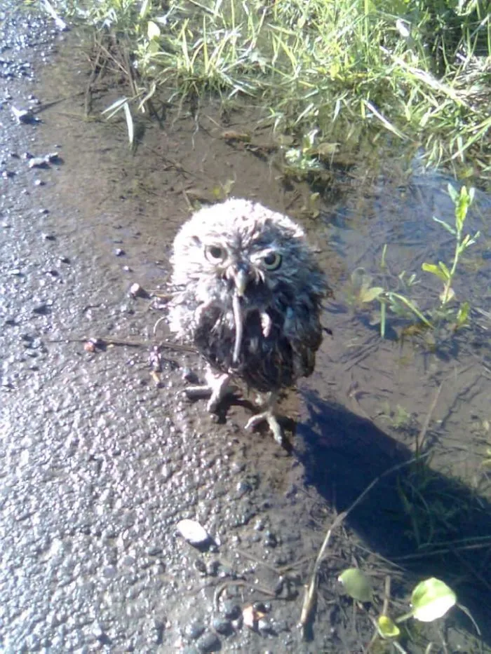 Foto hecha con un móvil viejo... un búho comiendo