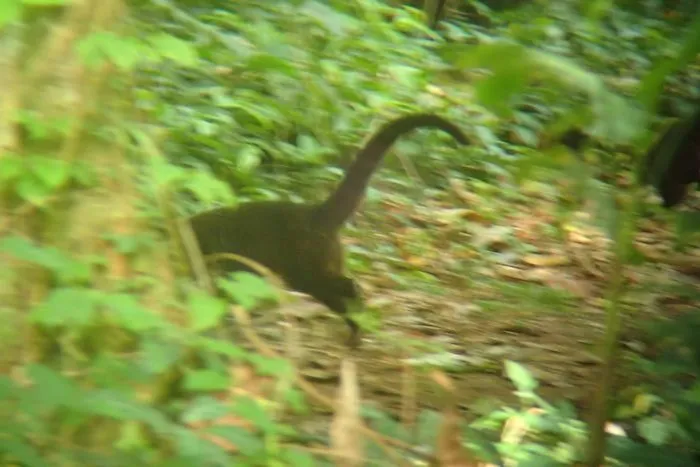 Brontosaurus Are Faaaaast
