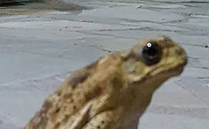 This Facebook Group Is Dedicated To Crappy Wildlife Photos That Are So Bad They're Good