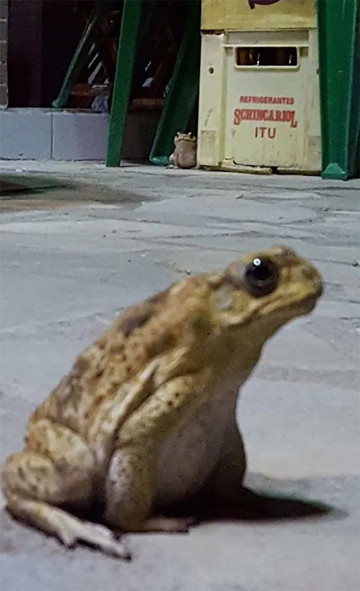 I Got Distracted By The Frog In The Back And Lost Focus But To Be Entirely Honest I Think National Geographic Should Use This Picture As Their Cover.
