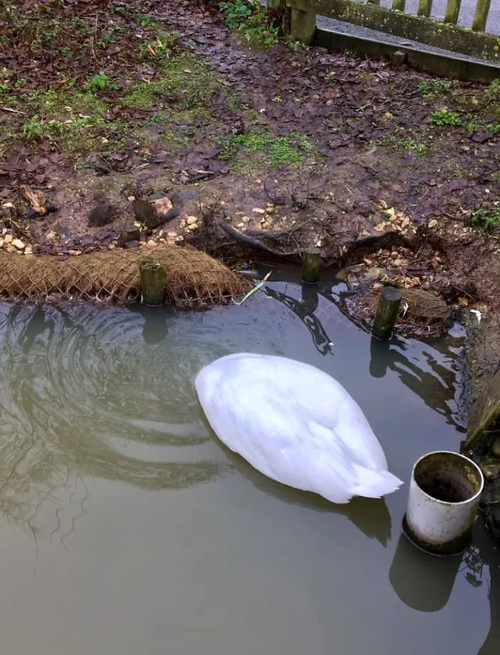 A Magnificent Swan