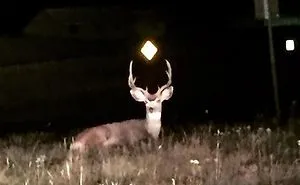 This Facebook Group Is Dedicated To Crappy Wildlife Photos That Are So Bad They're Good