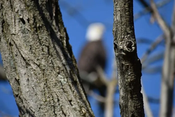 Qué árbol más majestuoso